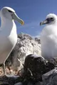 Imagen de Animales extraordinarios de Australia