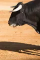 Imagen de Toros y pueblos